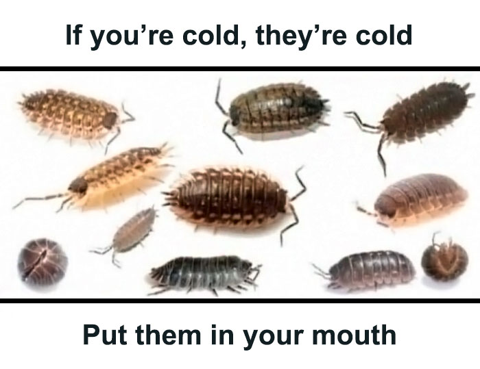 Funny-Cursed-Aesthetic-Pictures