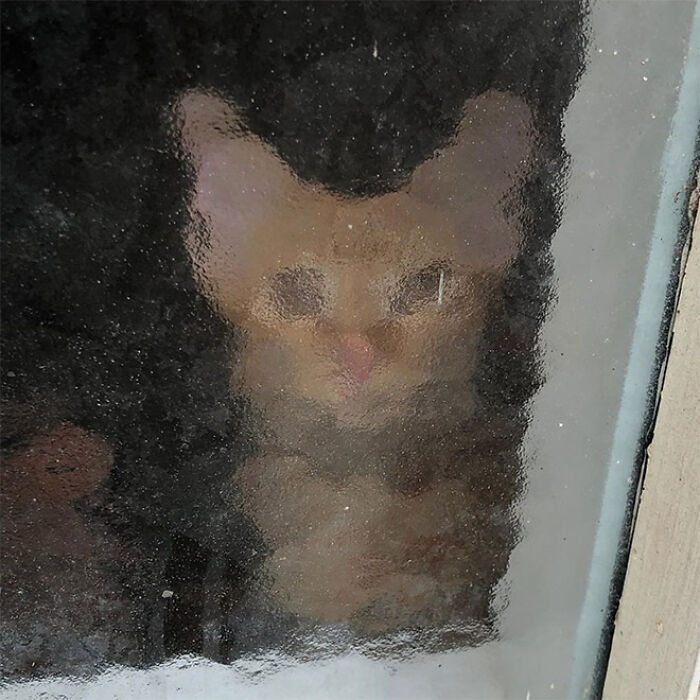 21 Funny Photos Of “Low-Resolution” Cats Behind Pixelated Glass Doors