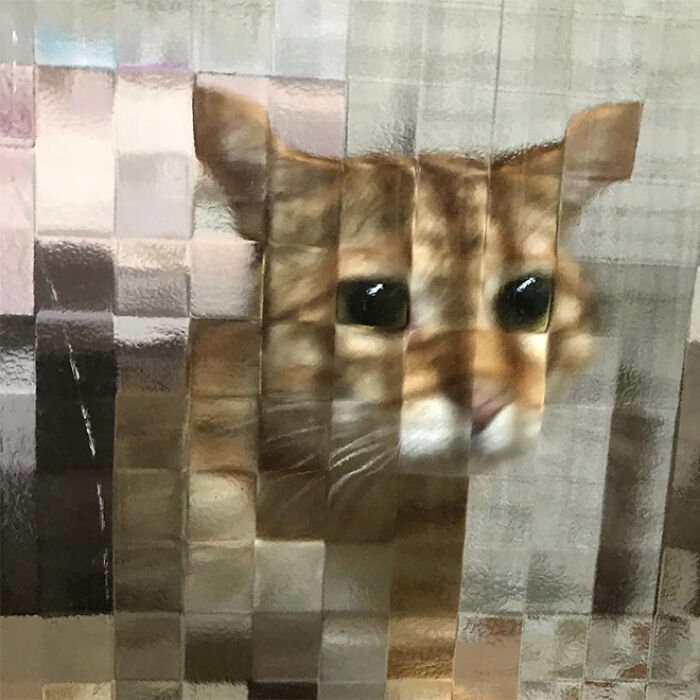21 Funny Photos Of “Low-Resolution” Cats Behind Pixelated Glass Doors