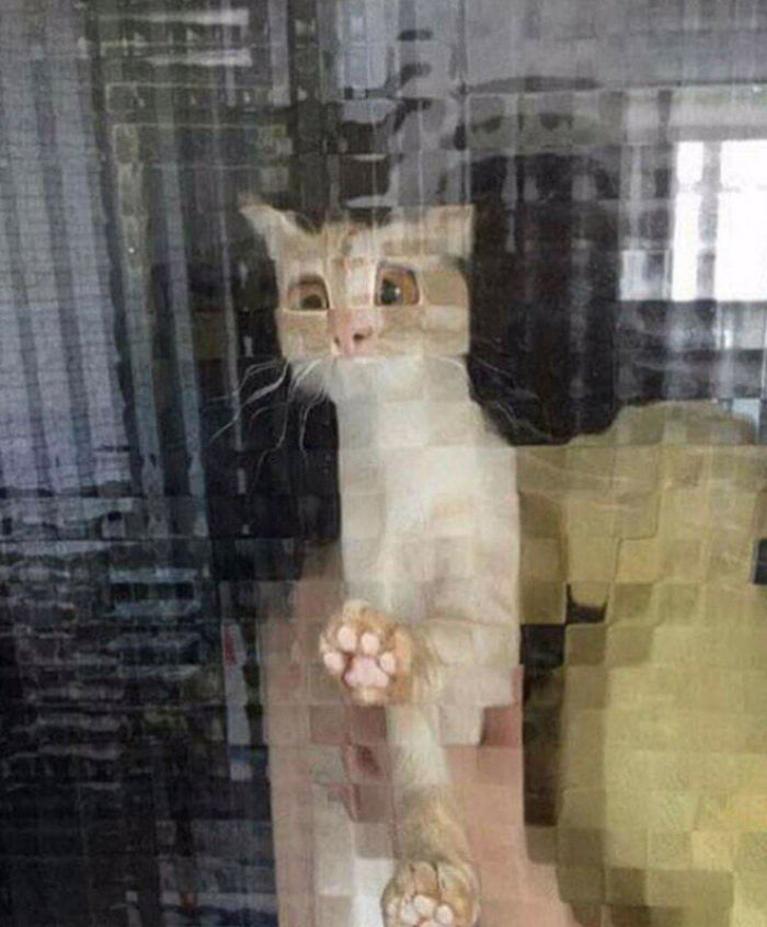 21 Funny Photos Of “Low-Resolution” Cats Behind Pixelated Glass Doors