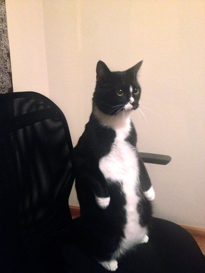 19 Funny Photos Proving That Cats Are Basically Just Feline Penguins