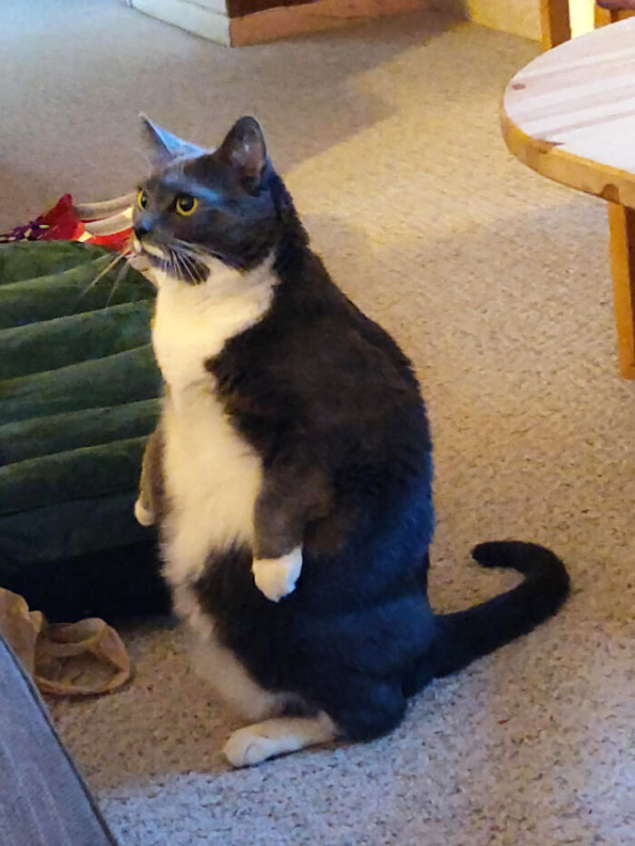19 Funny Photos Proving That Cats Are Basically Just Feline Penguins