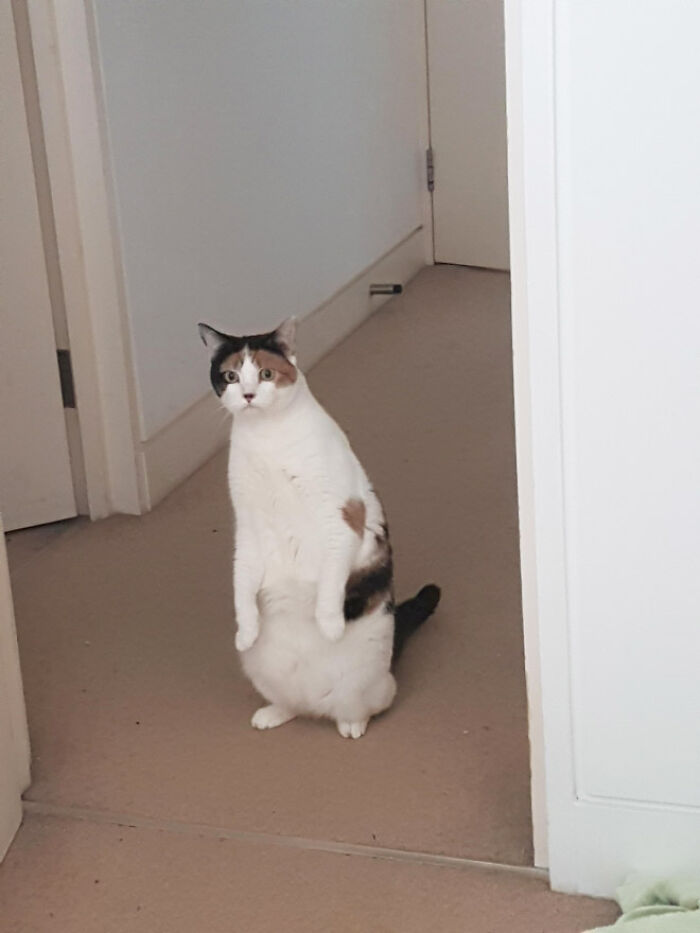 19 Funny Photos Proving That Cats Are Basically Just Feline Penguins