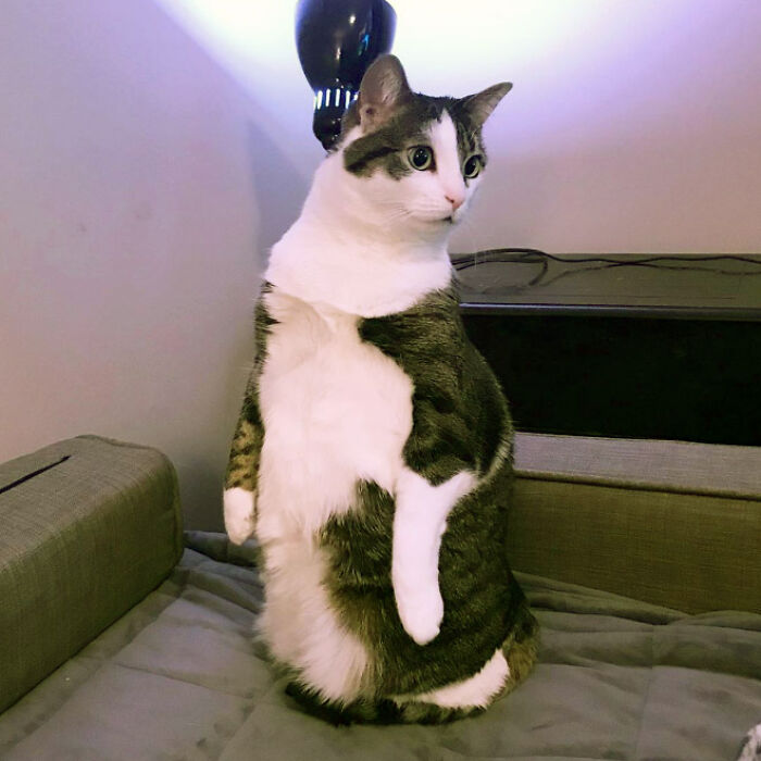 19 Funny Photos Proving That Cats Are Basically Just Feline Penguins