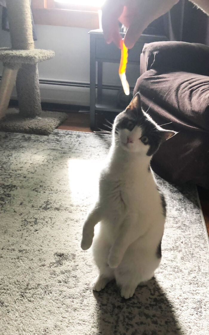 19 Funny Photos Proving That Cats Are Basically Just Feline Penguins