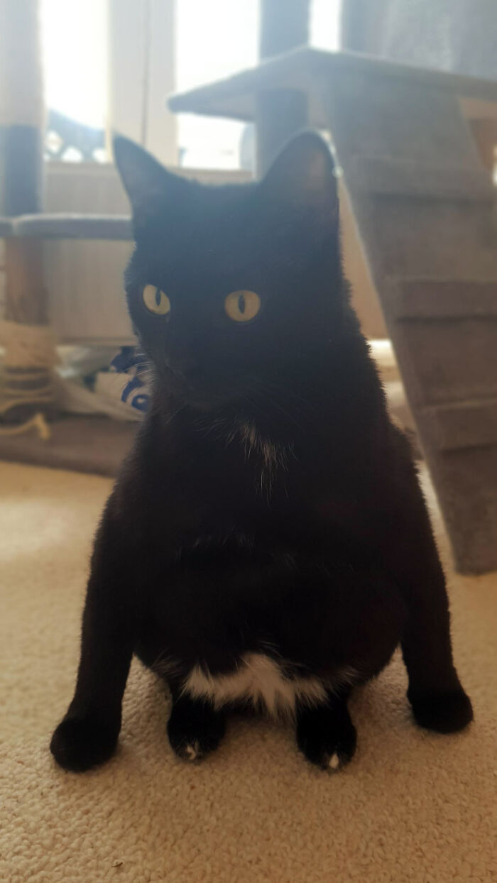 19 Funny Photos Proving That Cats Are Basically Just Feline Penguins