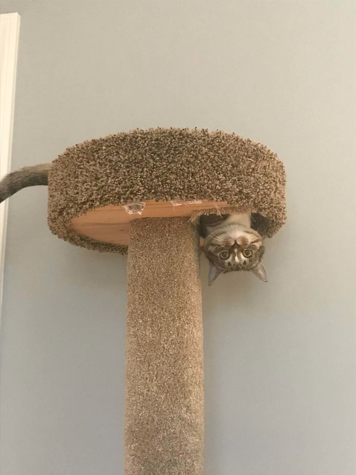 24 Cats Who Challenged The Laws Of Physics, And Won