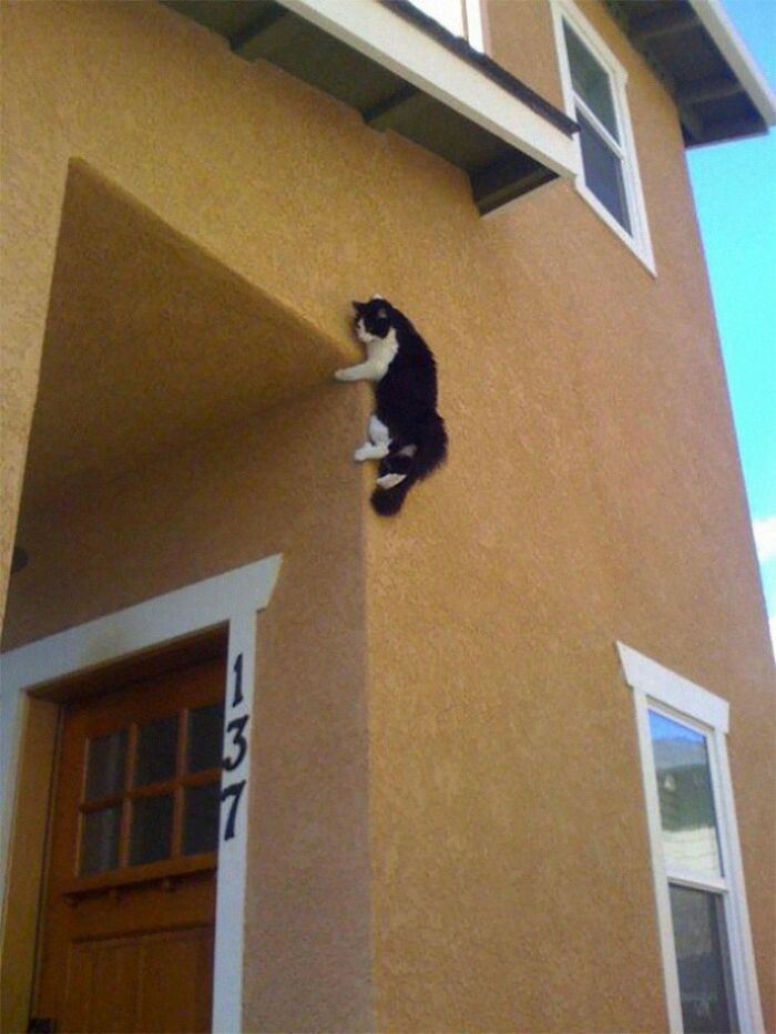 24 Cats Who Challenged The Laws Of Physics, And Won