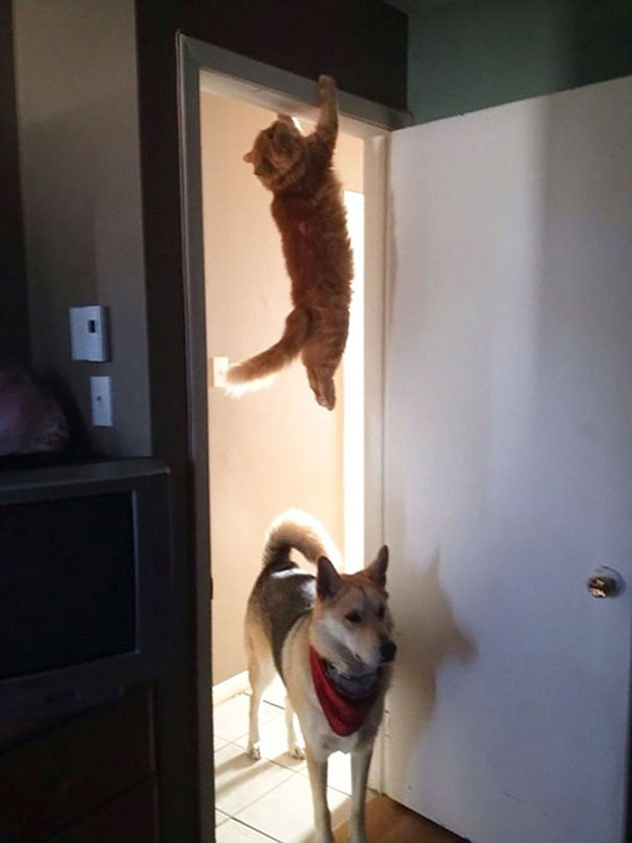 24 Cats Who Challenged The Laws Of Physics, And Won