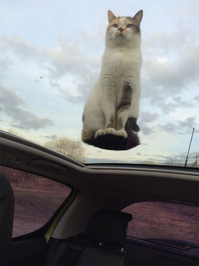 24 Cats Who Challenged The Laws Of Physics, And Won