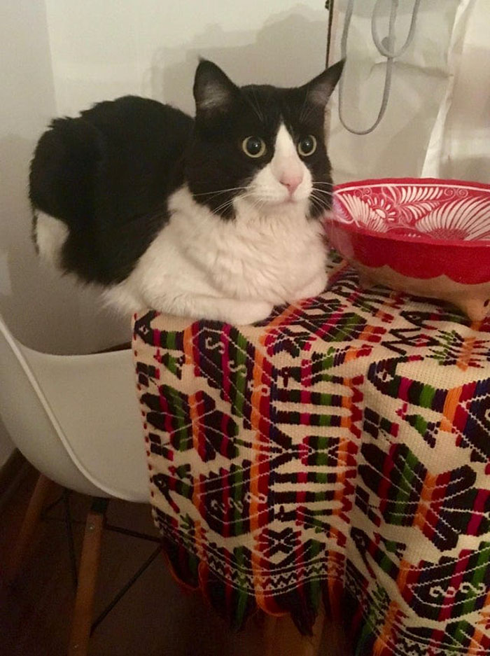 24 Cats Who Challenged The Laws Of Physics, And Won