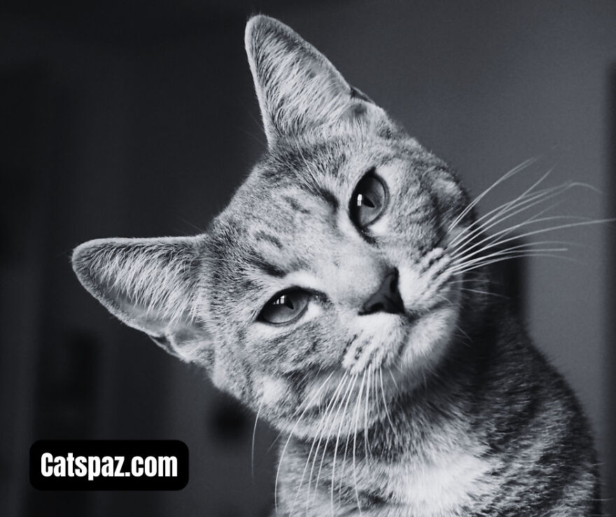 The Secret Lives Of Cats: Unveiling The Feline Zodiac