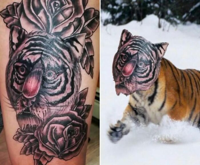 Tattoo failure showcasing a distorted tiger face design next to a real tiger in snow.