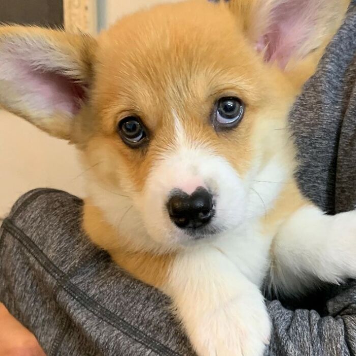 Meet Wallace, The Corgi With A Heart-Shaped Nose Who Loves To Hug All The Dogs He Meets