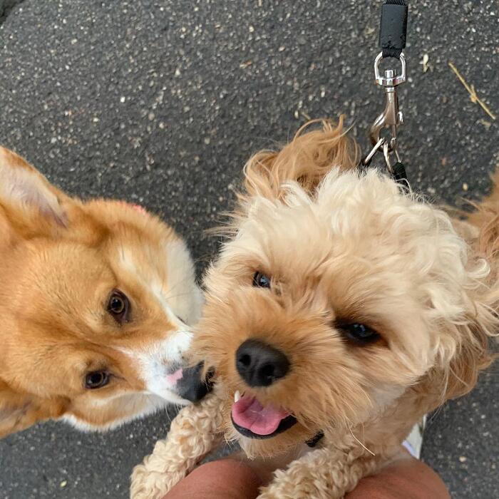 Meet Wallace, The Corgi With A Heart-Shaped Nose Who Loves To Hug All The Dogs He Meets