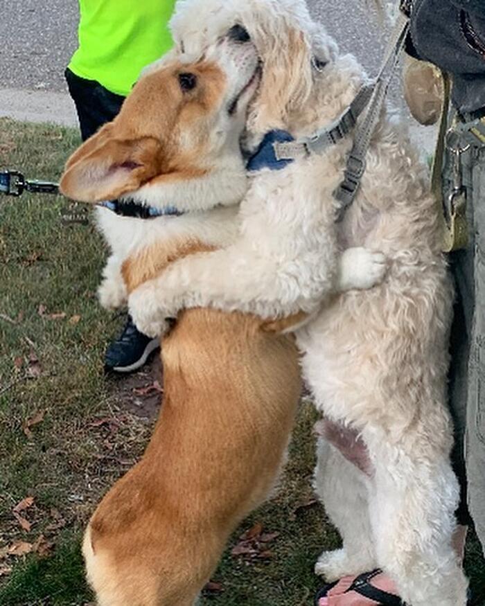 Meet Wallace, The Corgi With A Heart-Shaped Nose Who Loves To Hug All The Dogs He Meets