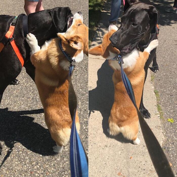 Meet Wallace, The Corgi With A Heart-Shaped Nose Who Loves To Hug All The Dogs He Meets