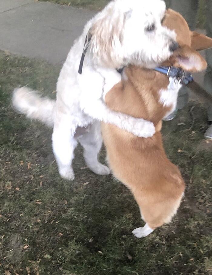 Meet Wallace, The Corgi With A Heart-Shaped Nose Who Loves To Hug All The Dogs He Meets