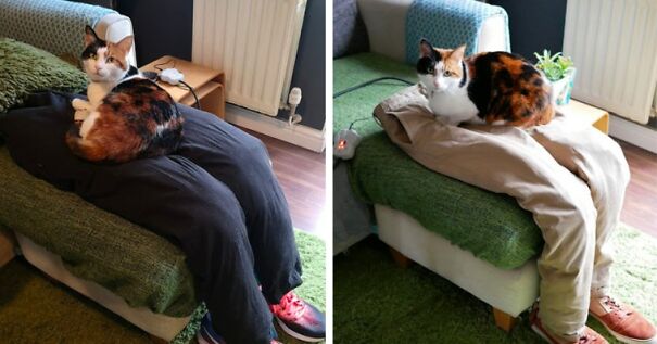 Couple Tricks Their Overly Clingy Cat By Making A Heated Fake Lap For Her To Sit On Couple Tricks Their Overly Clingy Cat By Making A Heated Fake Lap For Her To Sit On