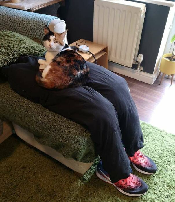 Couple Tricks Their Overly Clingy Cat By Making A Heated Fake Lap For Her To Sit On Couple Tricks Their Overly Clingy Cat By Making A Heated Fake Lap For Her To Sit On