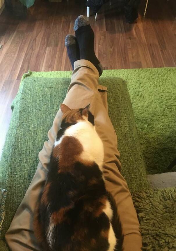 Couple Tricks Their Overly Clingy Cat By Making A Heated Fake Lap For Her To Sit On Couple Tricks Their Overly Clingy Cat By Making A Heated Fake Lap For Her To Sit On
