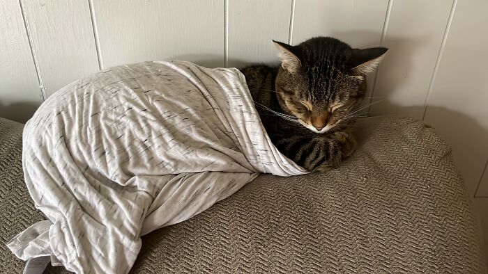 Curtis Is Cold. A First. Never Let Me Wrap Him Up Like A Burrito Before! (We Are Making Sure He Doesn't Have A Cold)