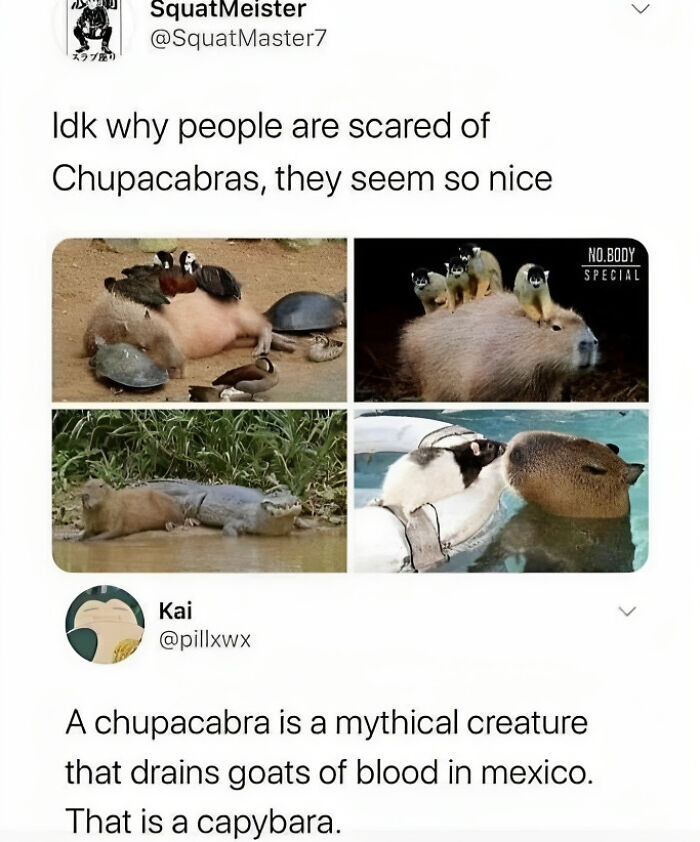 Funny meme about capybaras mistaken for chupacabras, showcasing their friendly interactions with other animals.
