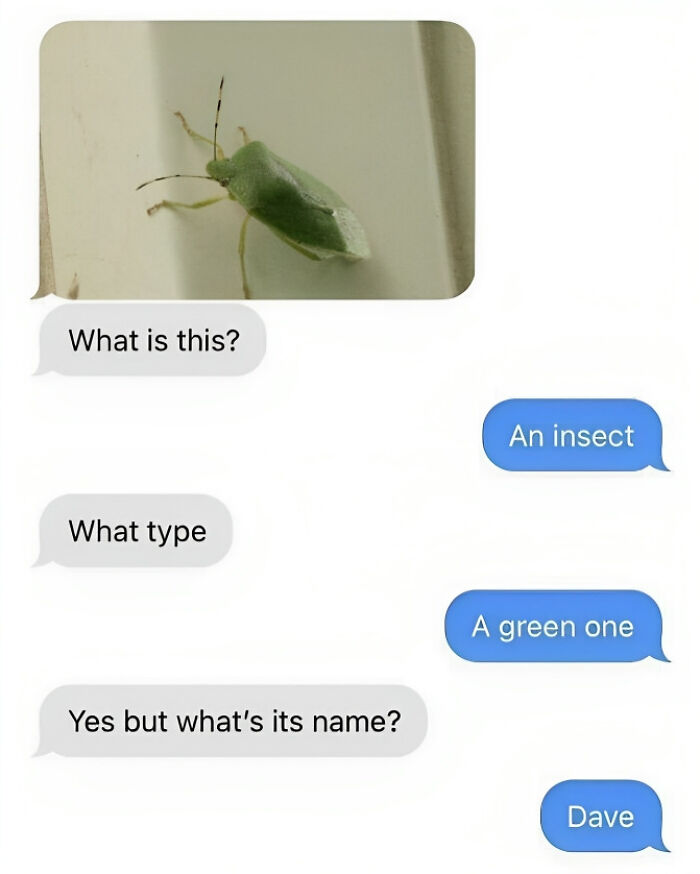 Text message meme about naming an insect, pun enthusiasts joke with naming it "Dave".
