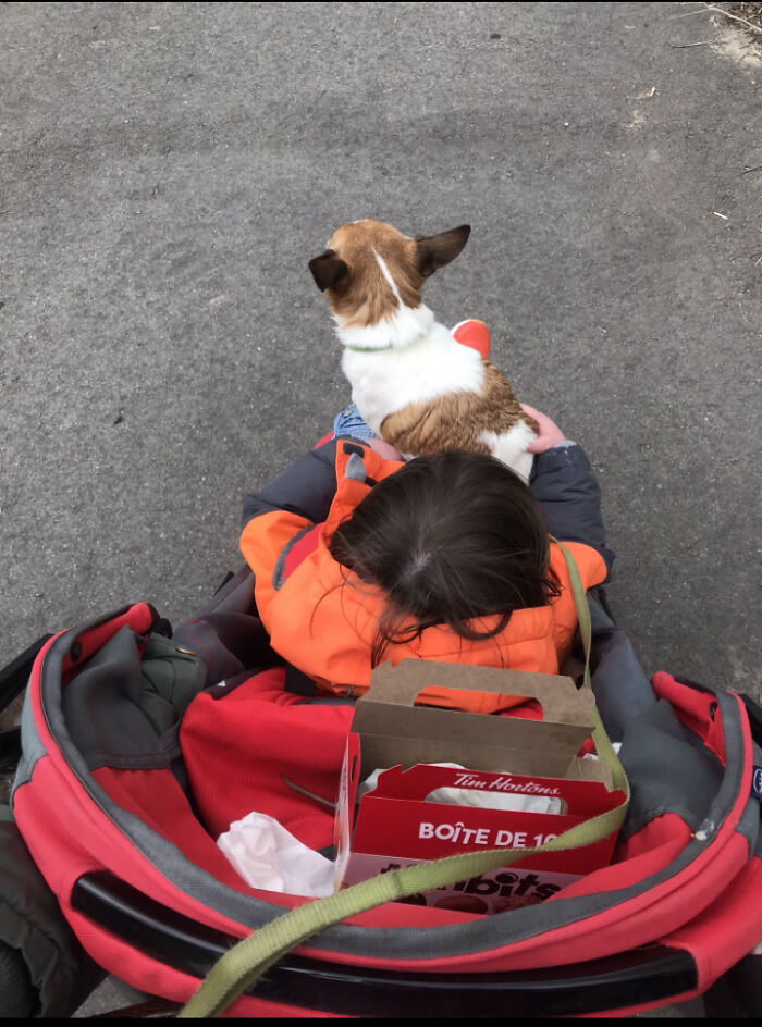 My Chihuahua Charlie Riding In The Stroller With My Grandson