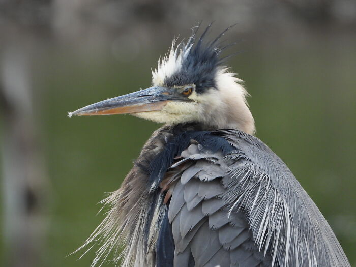 Blue Heron