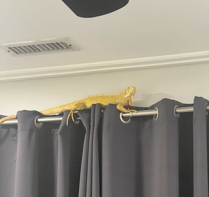 Say Hi To Leonard. I Still Don't Know How He Got Up There