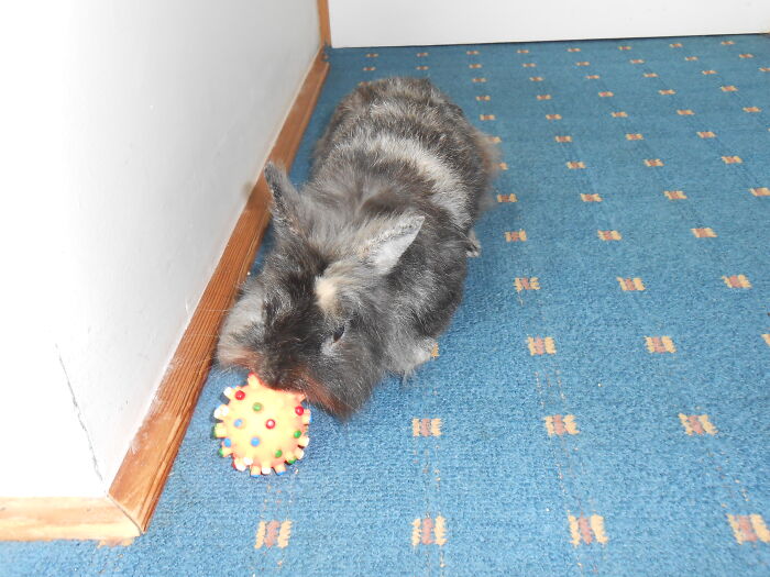 Pinkfloyd With His Toy