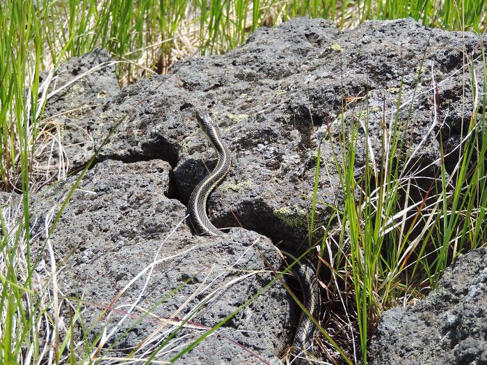 Garter Snake