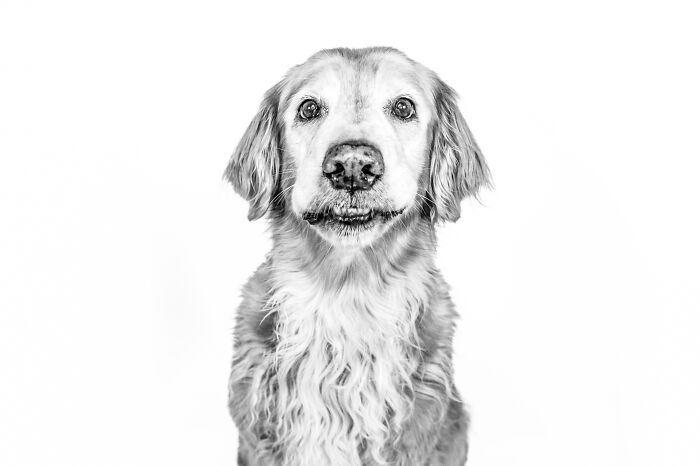 12 Monochromatic Dog Photos By Melissa Blake Photography In Central Florida To Make You Smile