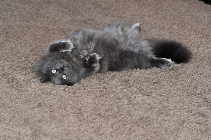 Dis Is Patton He Is Floofy And Cuddly