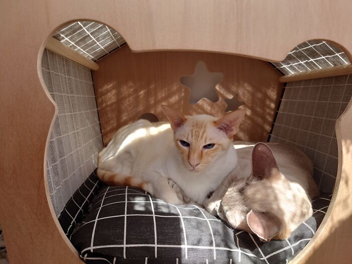 As Usual Let's Follow The Sun And Sleep