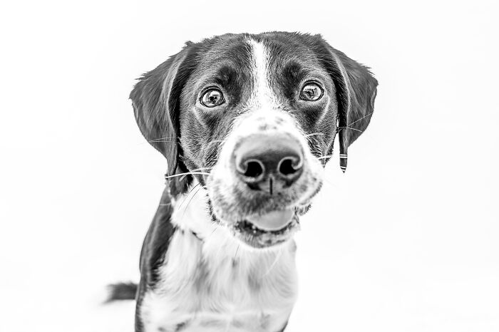 12 Monochromatic Dog Photos By Melissa Blake Photography In Central Florida To Make You Smile