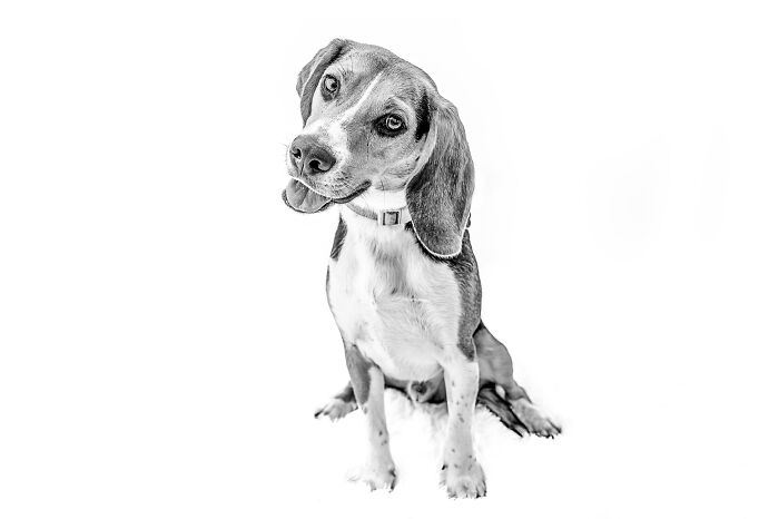 12 Monochromatic Dog Photos By Melissa Blake Photography In Central Florida To Make You Smile