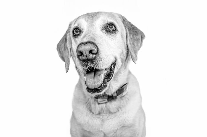 12 Monochromatic Dog Photos By Melissa Blake Photography In Central Florida To Make You Smile