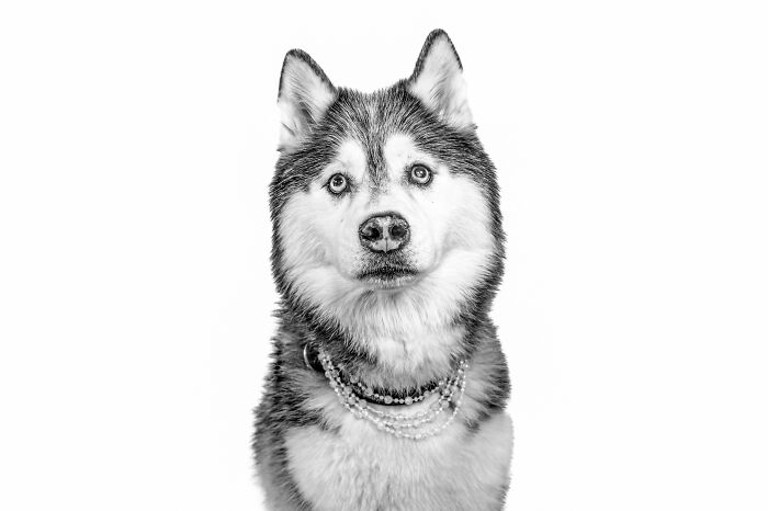 12 Monochromatic Dog Photos By Melissa Blake Photography In Central Florida To Make You Smile