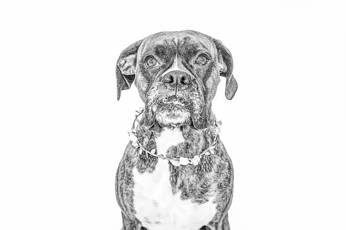 12 Monochromatic Dog Photos By Melissa Blake Photography In Central Florida To Make You Smile