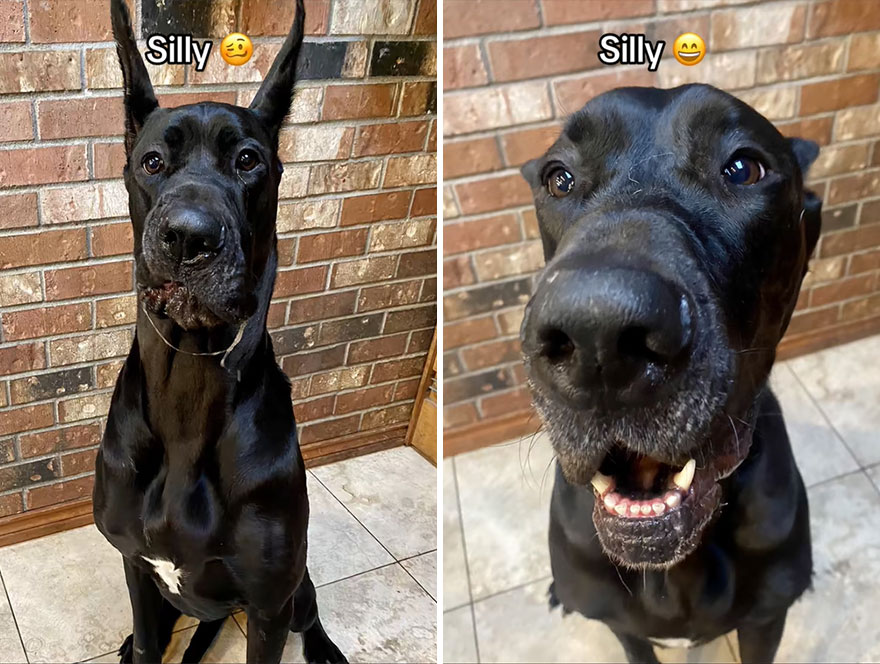 Before and after dog's reaction to calling him "Good boy"