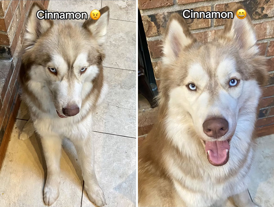 Before and after dog's reaction to calling him "Good boy"