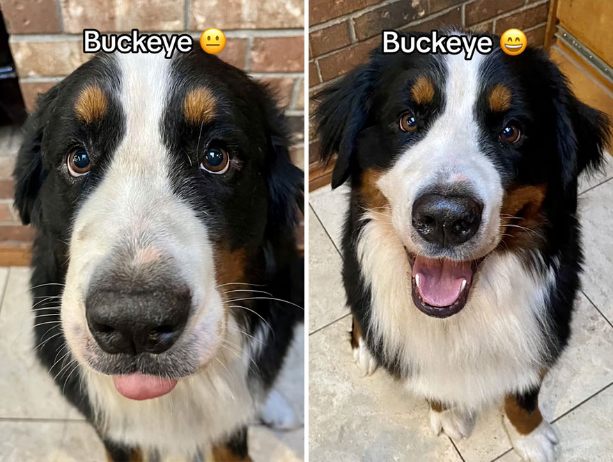 Before and after dog's reaction to calling him "Good boy"