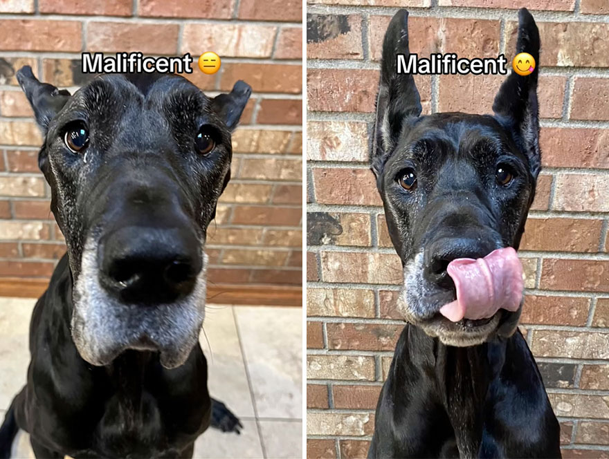 Before and after dog's reaction to calling him "Good boy"
