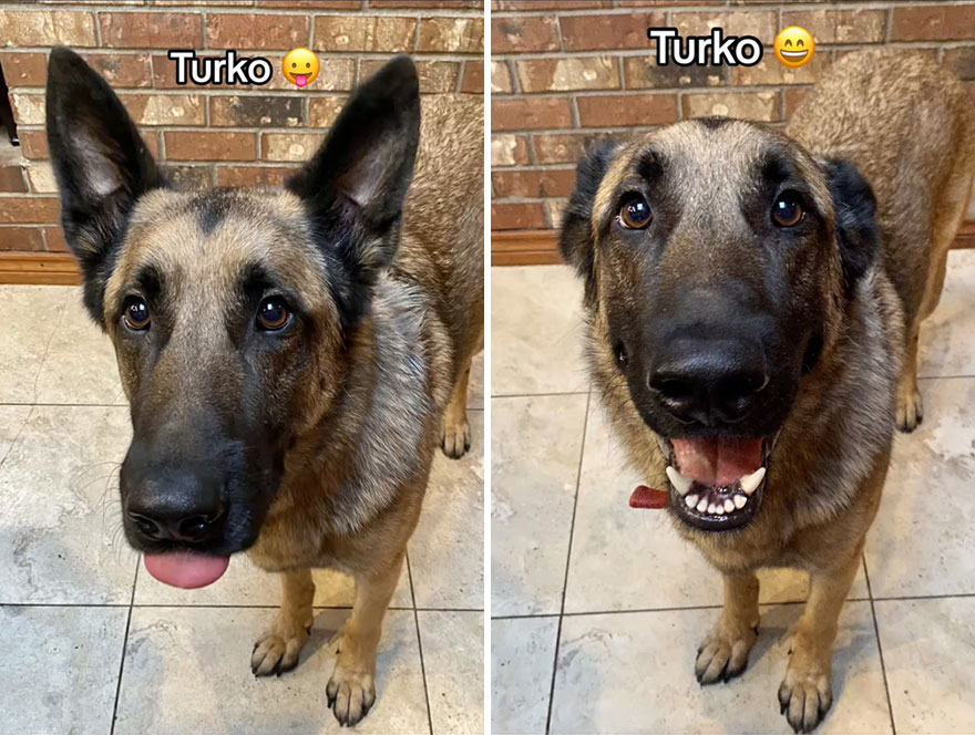 Before and after dog's reaction to calling him "Good boy"