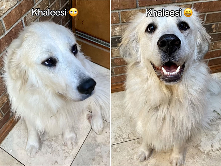 Before and after dog's reaction to calling him "Good boy"