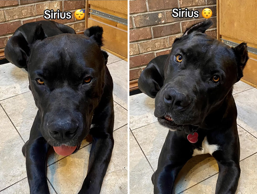 Before and after dog's reaction to calling him "Good boy"