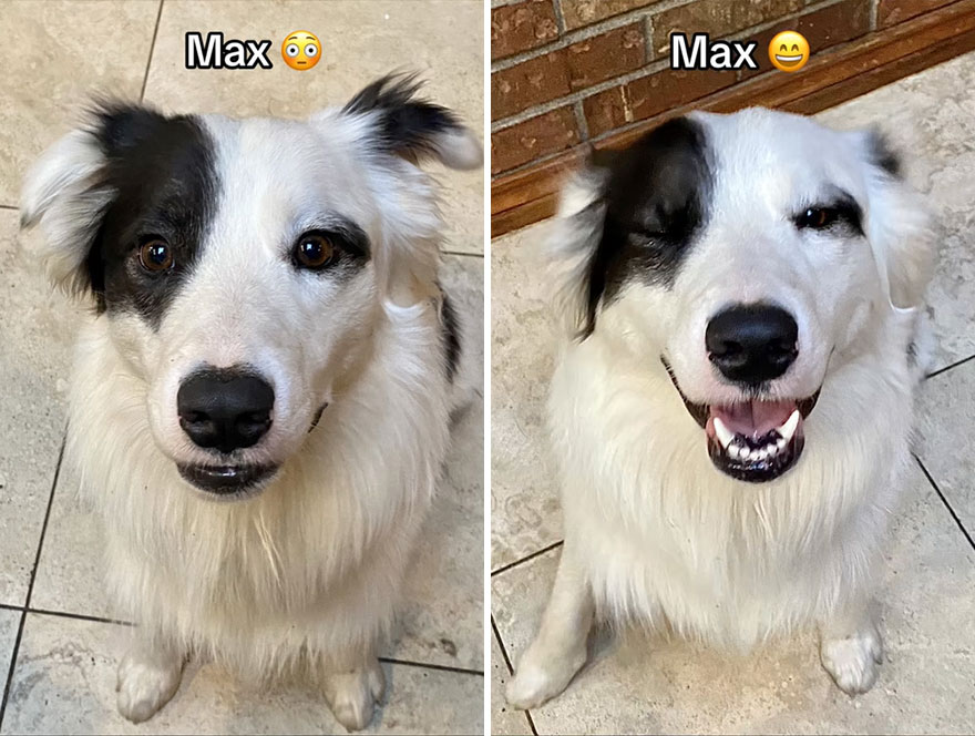 Before and after dog's reaction to calling him "Good boy"