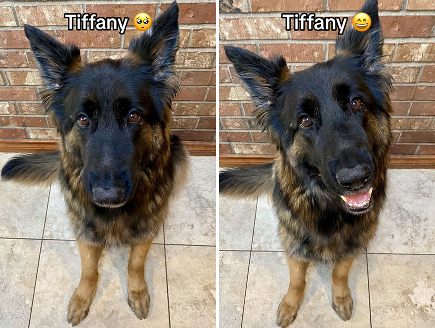 Before and after dog's reaction to calling him "Good boy"